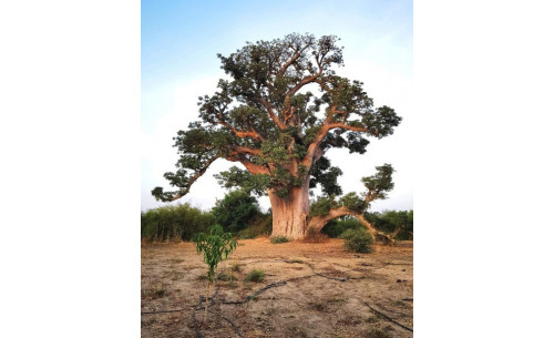 La poudre de baobab